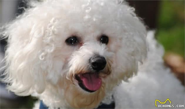 比熊犬好养吗？新人养比熊犬注意事项，牢记这5点，养起来更轻松