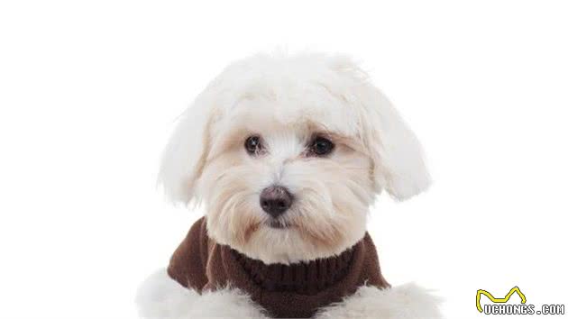 比熊犬好养吗？新人养比熊犬注意事项，牢记这5点，养起来更轻松