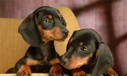 怎样正确帮助宠物狗狗进行配对？