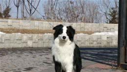 世界上智商和服从性第一位犬不是泰迪和二哈，居然自苏格兰！