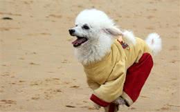 狗狗的新衣服，一把剪刀就能够简单的做出来