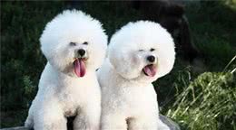 这6种做法，正在慢性伤害你的比熊犬，你却毫不知情！