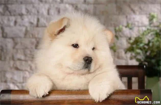 毛茸茸的可爱“小狮子”，松狮犬，大家喜欢吗？