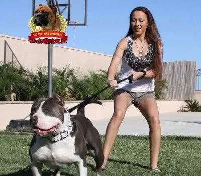 表里不一的温顺绅士，凶神恶煞的恶霸犬
