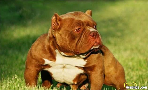表里不一的温顺绅士，凶神恶煞的恶霸犬