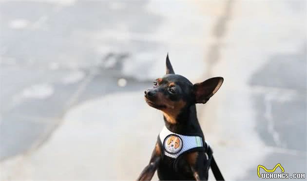 让人傻傻分不清楚的两个迷你型犬种，你更喜欢哪一种