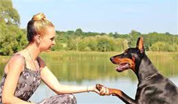 年薪50万的训犬师，教你训练狗狗握手任何狗狗都学的会