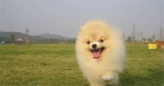 常常爱生事的博美犬，应当怎么去挑选