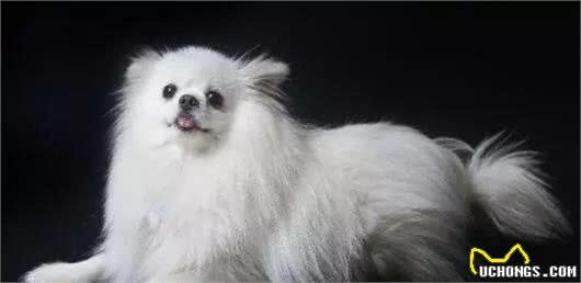 常常爱生事的博美犬，应当怎么去挑选