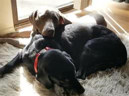 两只阿拉大打出手，主人劝架手被咬烂，怎样做才能阻止狗狗打架