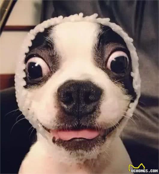 是波斯顿不是法斗犬，我的腿比它更长