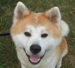 秋田犬是不是日本的土狗呢！原来是这样！