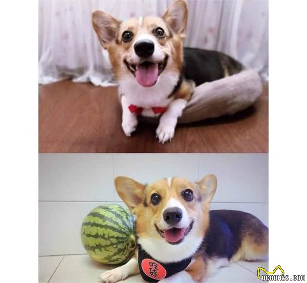 训练狗狗时必备的五种工具