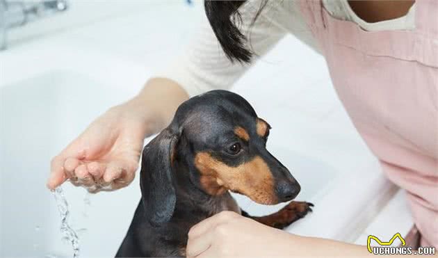 家有萌犬，想要做好卫生清洁，一定得做到这四点哦