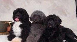葡萄牙水犬的价格主要还是要看品相来决定价格