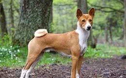 不喜吠叫的巴仙吉犬