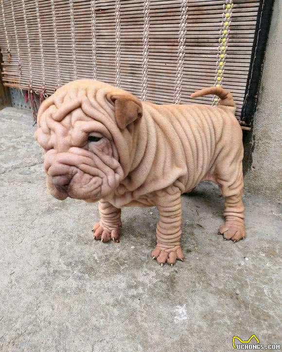 世界名犬NO:56不为人知的中国第一斗犬（中国沙皮犬）