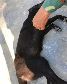 狗狗中毒了，有解药吗？应当怎么样做？