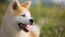 治愈系微笑的秋田犬，是否真的适合你