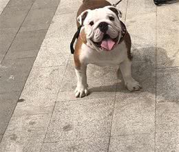 犬种介绍科普英国斗牛犬