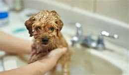 贵宾犬这几个地方最脏，但只要清洁到位，狗狗就能够自带香味