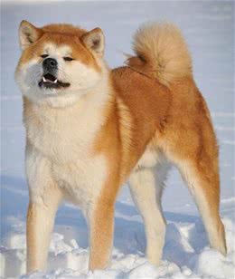 美国人把秋田犬培养成了美系秋田犬，然后日本人就不高兴了