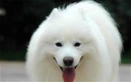 训练萨摩耶犬四大方法