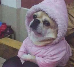 狗狗在冬季，要做好的七大方面，养狗的朋友一定得重视