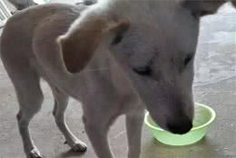 狗狗拉稀（腹泻）怎么办？