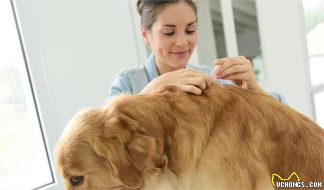 秋冬季狗狗直接剃毛，主人的这类做法正确吗？