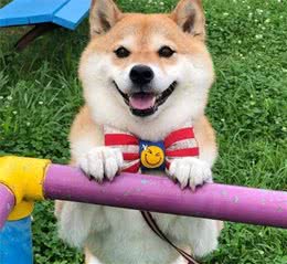 柴犬价格贵的“5个原因”，难怪很多人都选择养比熊犬