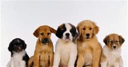 犬毛发粗糙怎么办？主要是有这几个原因没有做到位