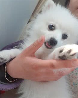 你知道吗？狗狗也有成长尴尬期