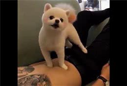主人一动肚皮，狗狗马上翻脸，阴影面积很大！