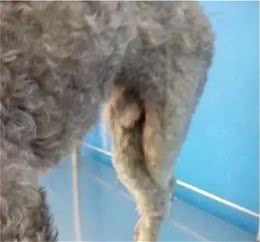 「科普」小型犬最最多见的先天遗传病，严重可致终身瘫痪！