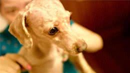 这5件事，会让贵宾犬十分难过，宠主为什么不考虑一下它的感受？