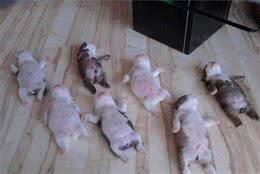 狗狗也会死产吗？要是幼犬胎死腹中，主人该怎么处置以及防止