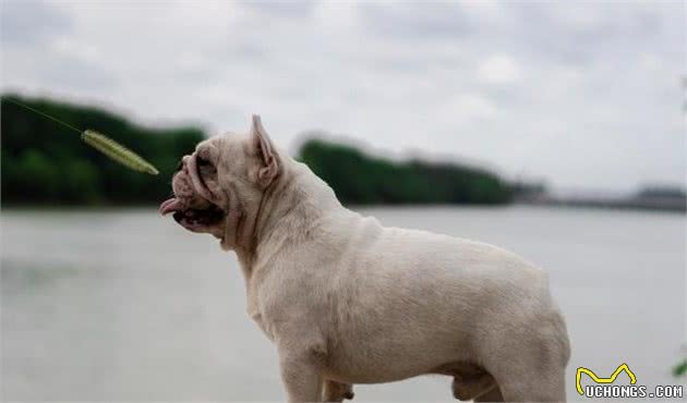 犬中暑不简单，中暑的危险性有多高，一个病例告诉你