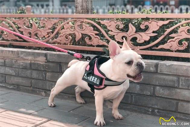 犬中暑不简单，中暑的危险性有多高，一个病例告诉你