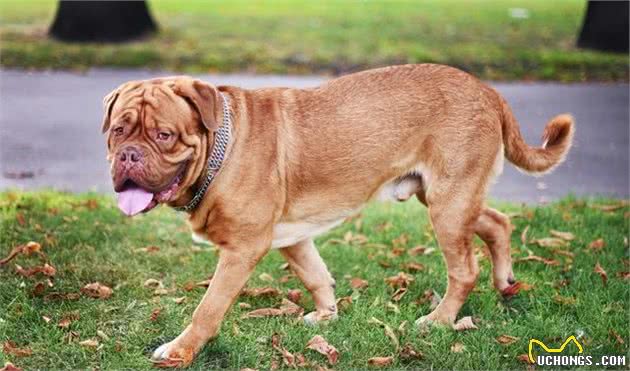 10种战斗力爆表的犬种，你钟意哪一种？