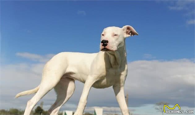 10种战斗力爆表的犬种，你钟意哪一种？