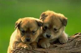 孤独不只是我们才有，狗狗更有孤独感，才努力的靠近我们