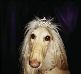 狗中女神阿富汗猎犬，美发教程了解一下！看完有些心动……
