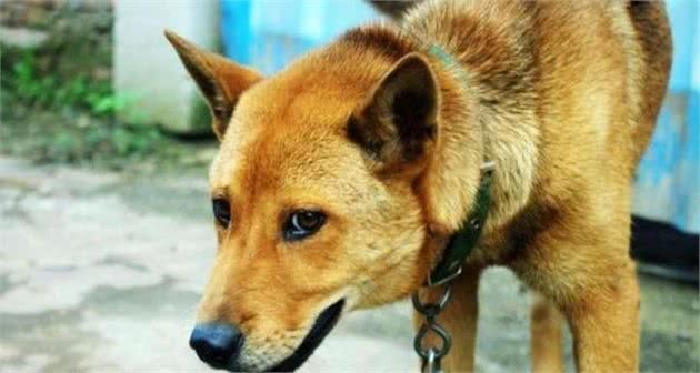 狗狗并不是越纯越好,串串狗天生有这5大“优势”