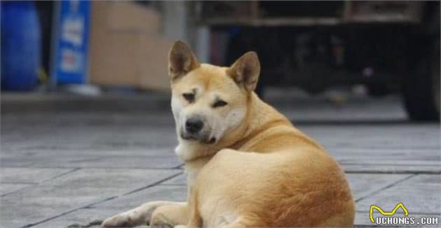 狗狗并不是越纯越好,串串狗天生有这5大“优势”