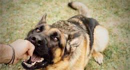 狗狗突然咬人，最多见的5大原因，有时并不是狗狗的错