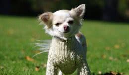 狗狗尿尿怎么训练让它在熟悉的地方和时间小便