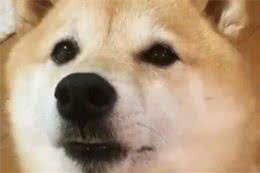带柴犬去公园玩飞盘，没想到把面子都给都丢光了！