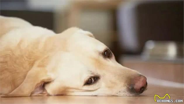 狗狗的致命杀手不止蜱虫?原来它的这些同盟军也很可怕!