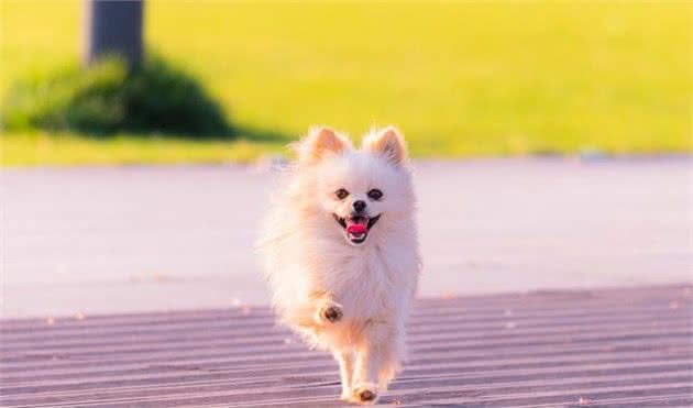 狗狗突然发福是好事？小心患上犬甲状腺机能减退症，一文告诉你
